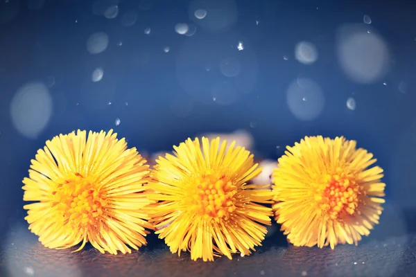 노란 꽃들 — 스톡 사진