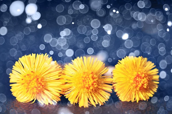 Coltsfoot amarillo flores — Foto de Stock