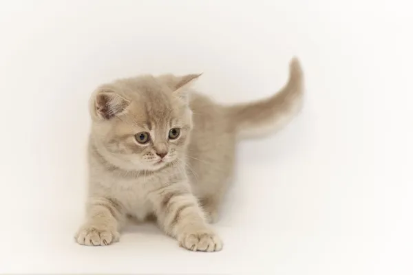 British kitten — Stock Photo, Image