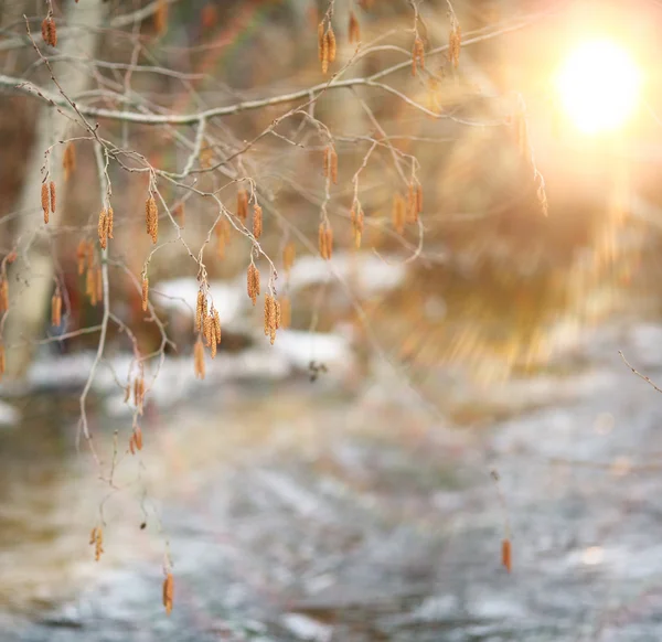 Catkins na drzewie — Zdjęcie stockowe