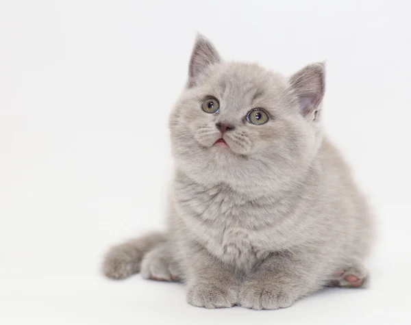 Gatinho britânico — Fotografia de Stock