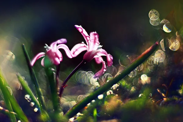 Frühlingslandschaft — Stockfoto