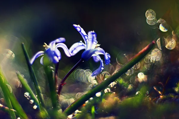 Paisaje primavera — Foto de Stock