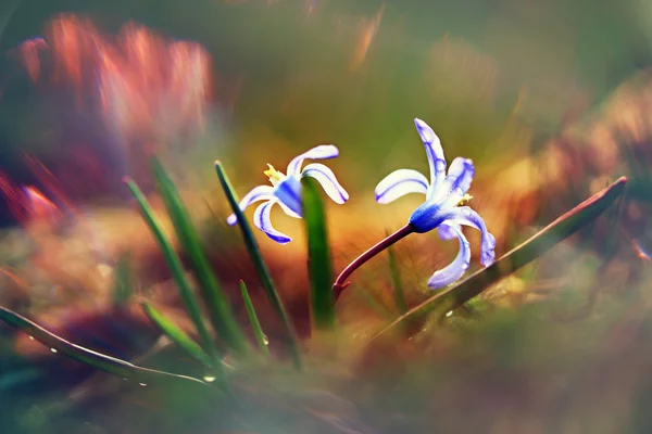봄 풍경 — 스톡 사진