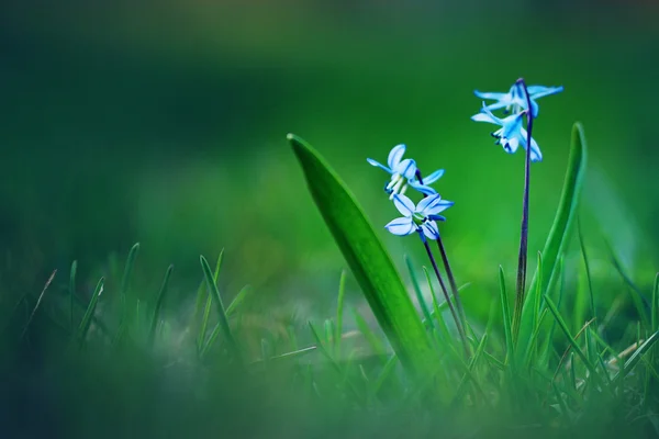 Синие полевые цветы — стоковое фото