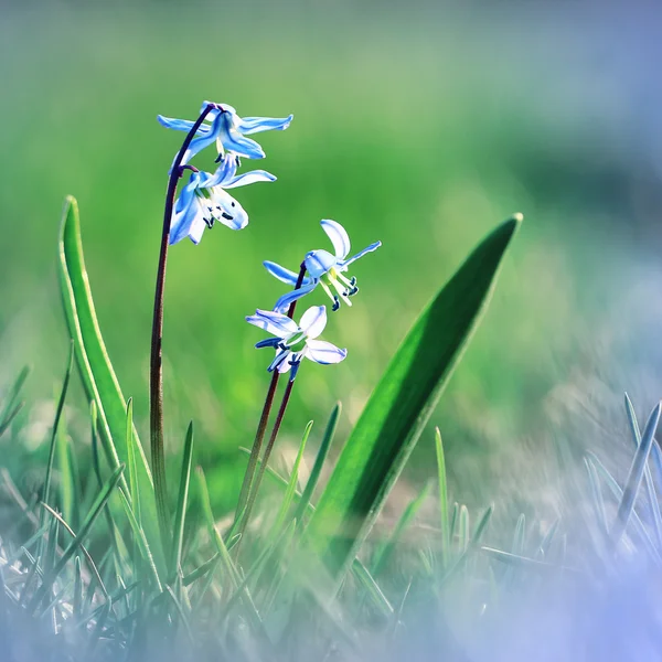 Blue wildflowers — Stock Photo, Image