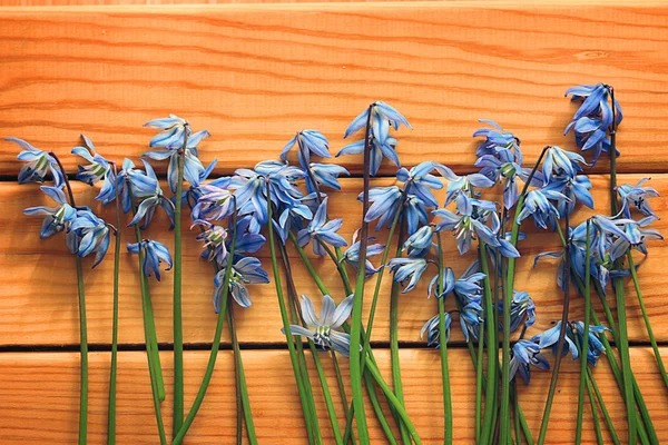 Small blue spring flowers — Stock Photo, Image