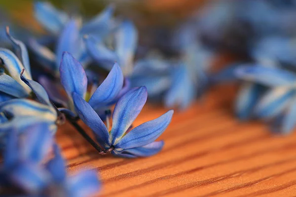 小蓝春天的花朵 — 图库照片