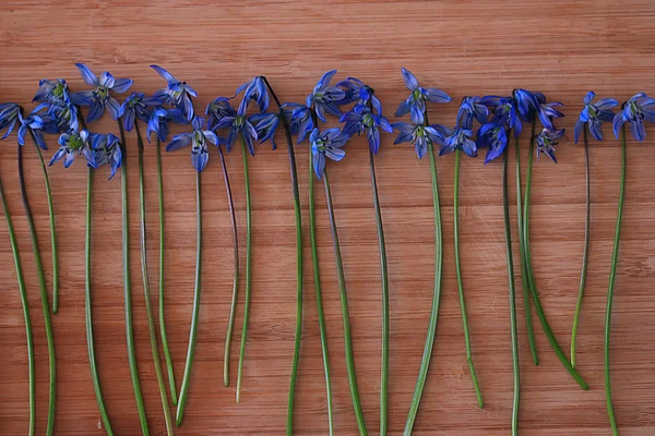 Small blue spring flowers — Stock Photo, Image