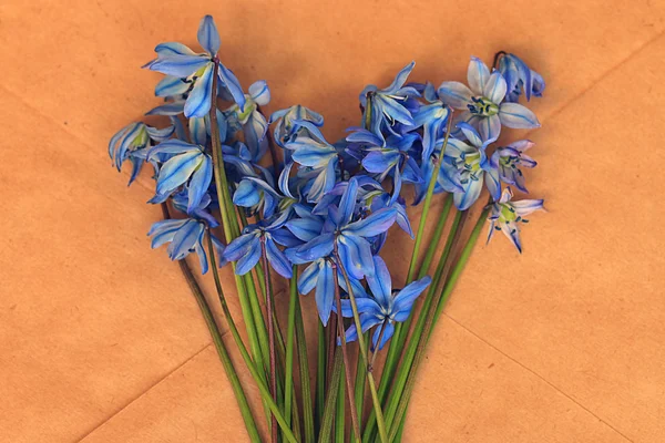 小蓝春天的花朵 — 图库照片
