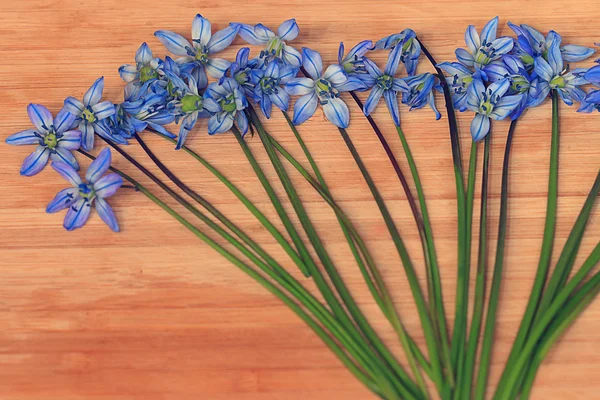 Small blue spring flowers — Stock Photo, Image