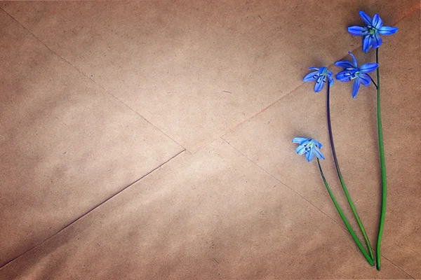 Små blå vårblommor — Stockfoto