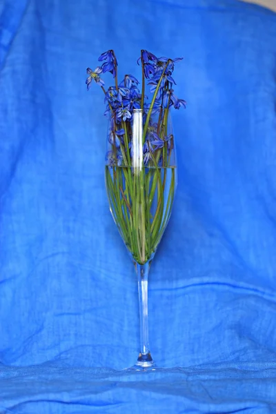 Bouquet of blue spring flowers — Stock Photo, Image