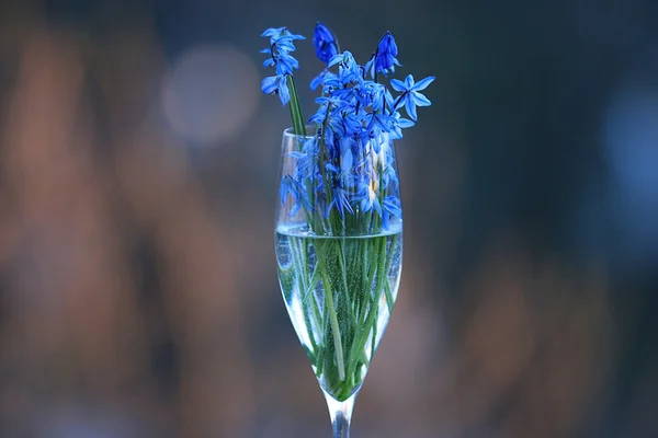 Букет з синіх весняних квітів — стокове фото