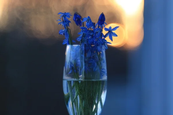 Mavi bahar çiçekleri buketi — Stok fotoğraf