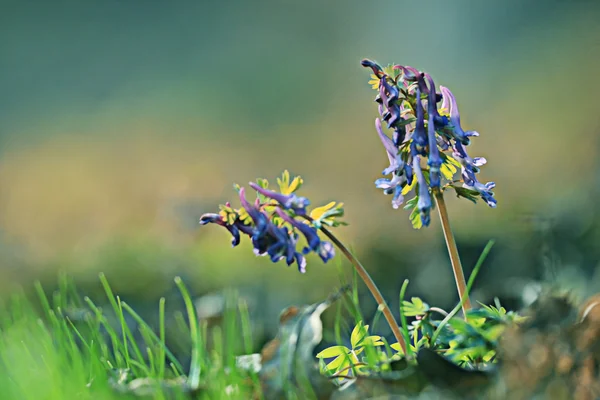 Corydalis — Foto de Stock