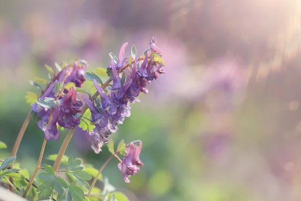 Corydalis — Stock Photo, Image