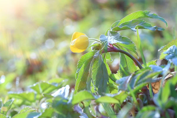 Yellow flower — Stock Photo, Image