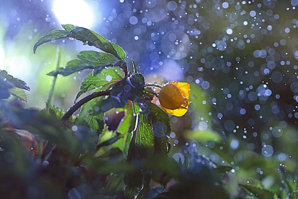 Floare galbenă mică — Fotografie, imagine de stoc