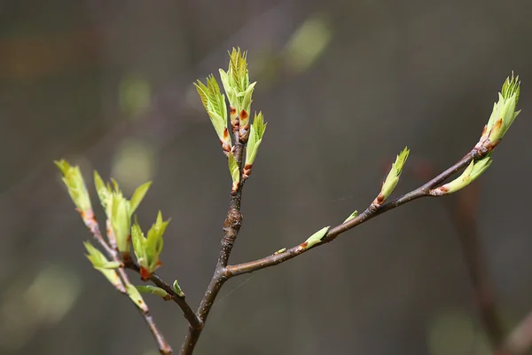 ばねの枝の葉 — ストック写真