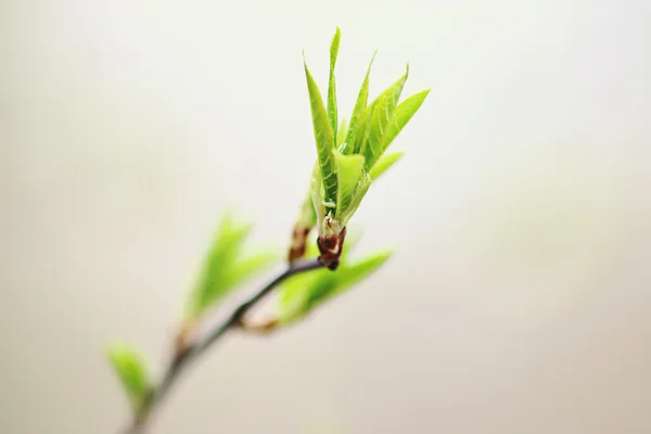 Bahar dalları yaprakları — Stok fotoğraf