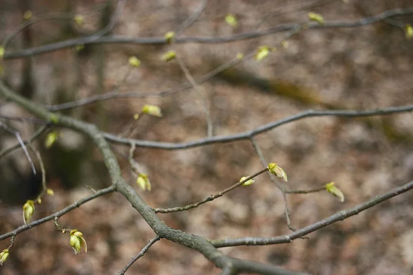 Hojas de ramas de primavera —  Fotos de Stock