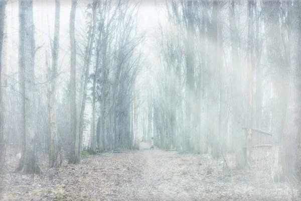 Mystical forest fog — Stock Photo, Image