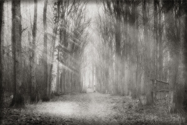 Mystical forest fog