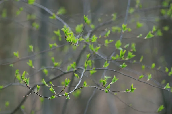 Leaves of spring branches — Stock Photo, Image