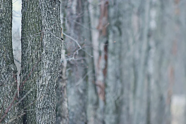 Pnie drzew bez liści — Zdjęcie stockowe