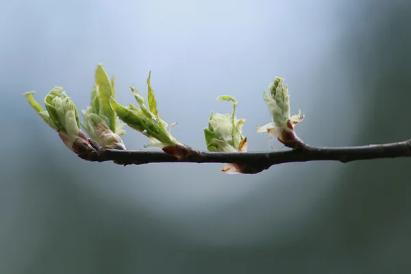 Hojas de ramas de primavera — Foto de Stock