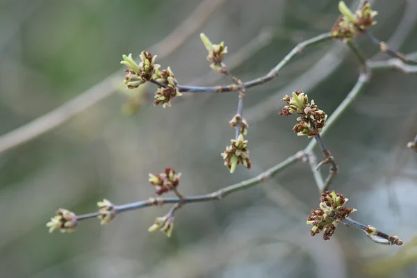 Folhas de ramos de primavera — Fotografia de Stock