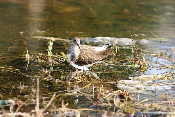 Sandpiper bird in the swamp — Stock Photo, Image