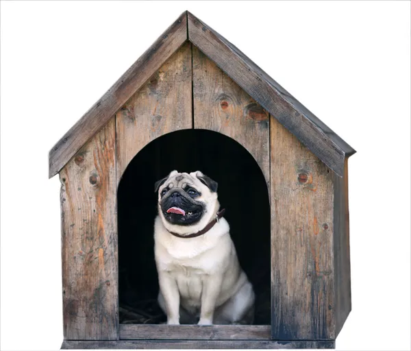 Grappige pug hond in het hondenhuis — Stockfoto