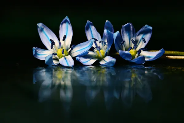 Blue flowers — Stock Photo, Image