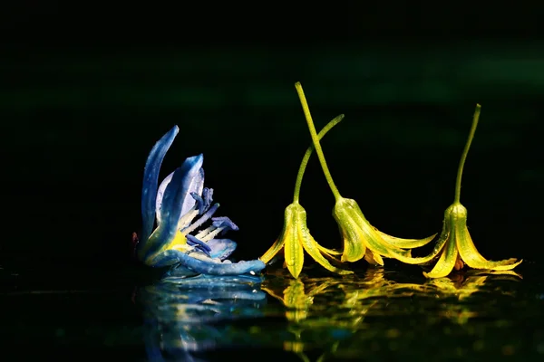 Colorful flowers on water surface — Stock Photo, Image