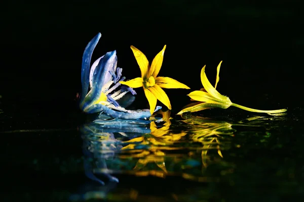 Colorful flowers on water surface — Stock Photo, Image