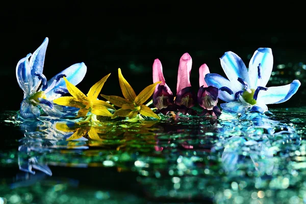 Colorful flowers on water surface — Stock Photo, Image