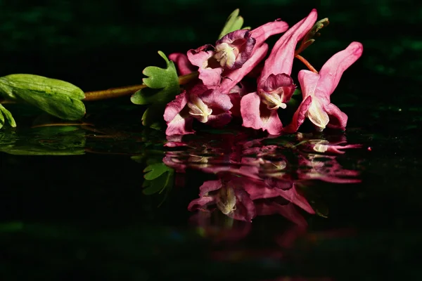 水面上にカラフルな花 — ストック写真