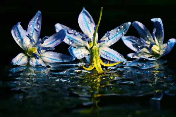 Kolorowe kwiaty na powierzchni wody — Zdjęcie stockowe