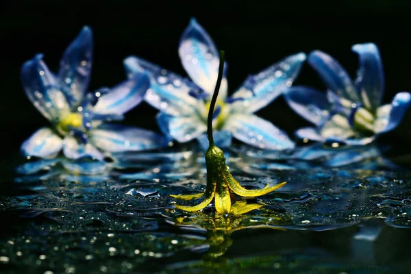 Flores de colores en la superficie del agua — Foto de Stock