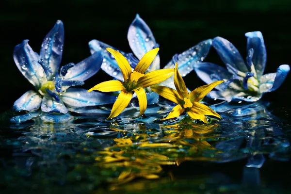 Colorful flowers on water surface — Stock Photo, Image