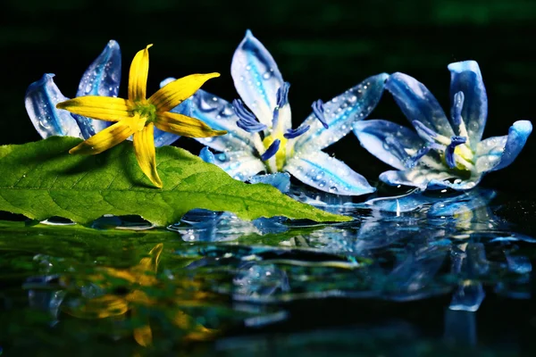 Colorful flowers on water surface — Stock Photo, Image