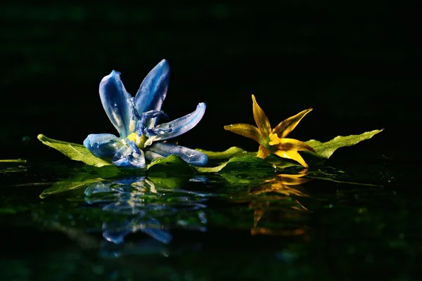 水面上にカラフルな花 — ストック写真