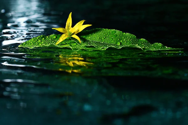 Yellow flower on water surface — Stock Photo, Image