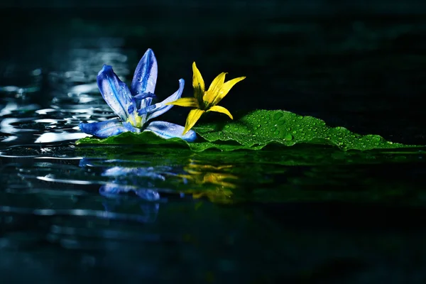 Színes virágok a víz felszínén — Stock Fotó