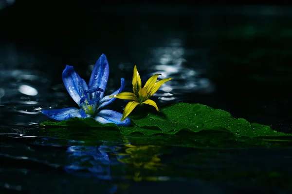 Colorful flowers on water surface — Stock Photo, Image