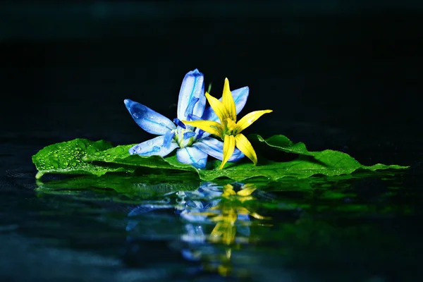 Fleurs colorées à la surface de l'eau — Photo