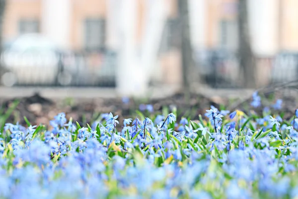 Small blue flowers — Stock Photo, Image