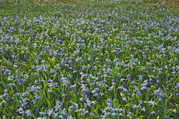 Prairie de fleurs bleues — Photo